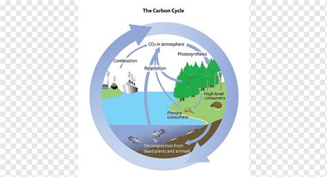 Makalah Siklus Karbon Siklus Karbon Pengertian Proses Pengambilan Hot Sex Picture