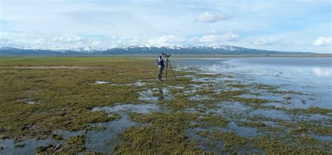 Island Park Reservoir | Idaho Birds