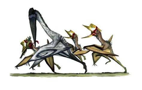 Pterosaurs Fighting Photograph By Mark P Wittonscience Photo Library