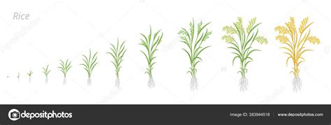 Etapas de crecimiento de las plantas de arroz. Ciclo de desarrollo ...