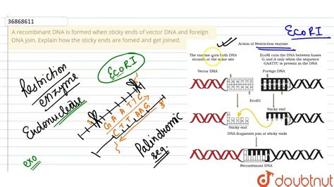 A Recombinant DNA Is Formed When Sticky Ends Of Vector DNA And Foreign