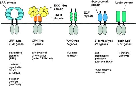 Conservation And Innovation In Plant Signaling Pathways Cell