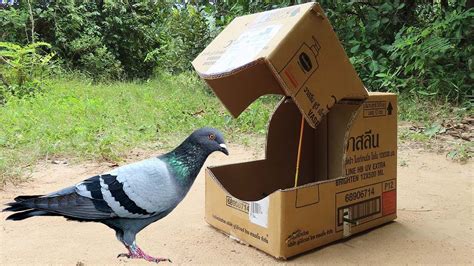 Quick Bird Trap Easy Technique Pigeon Trap Using Cardboard Box Youtube