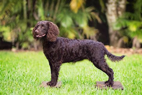 The English Water Spaniel: A Rare And Endangered Breed - Dog Pup Life