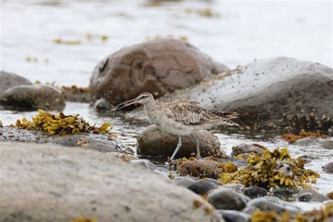 Common Whimbrel Numenius Phaeopus Vancouver Island British Columbia