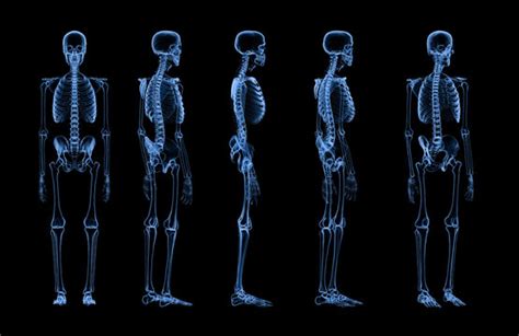 Skeleton X Ray Images – Browse 90,058 Stock Photos, Vectors, and Video ...