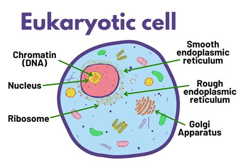 What is an organism whose cells contain a nucleus and organe | Quizlet