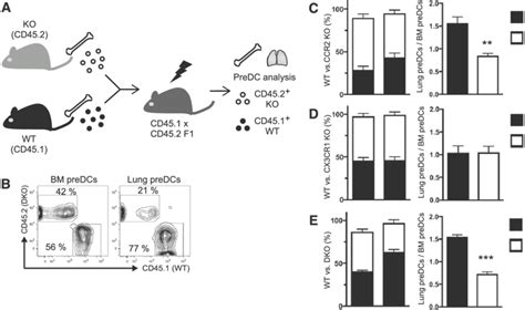 CCR2 And CX3CR1 Dependent Pre DC Accumulation In The Lung A