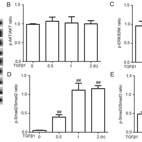 AKT ERK SMAD2 and SMAD3 phosphorylation levels in TGFβ1 stimulated