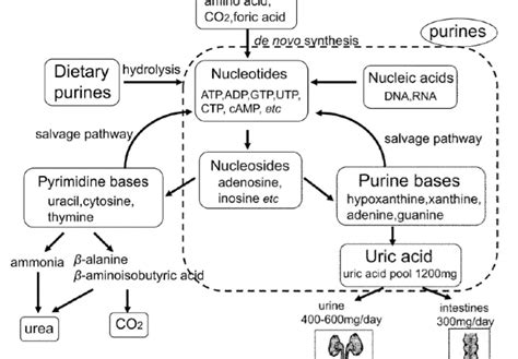 Different Food Purine Types And Uric Acid Goutpal S Gout Library