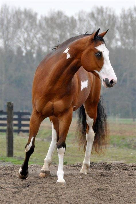 100 Fjord colors ideas | fjord horse, fjord, horse breeds