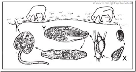 Detail Gambar Daur Hidup Fasciola Hepatica Koleksi Nomer