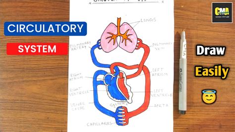 Circulatory System Drawing Class 10 Easy How To Draw Double