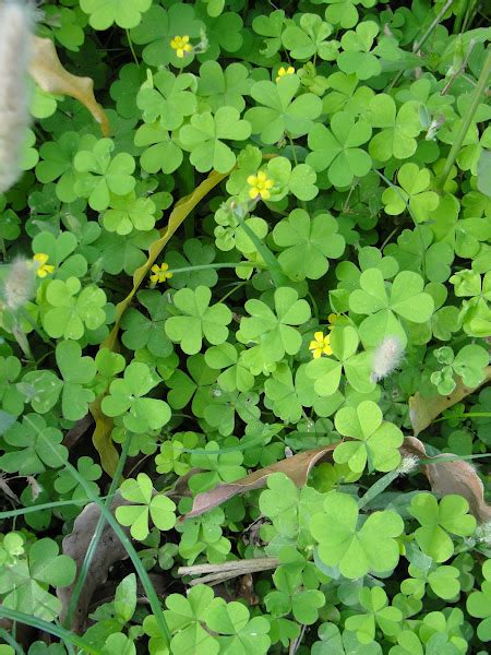 Yellow Woodsorrel Project Noah