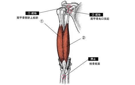 上腕二頭筋の作用と役割（起始停止・神経支配・筋トレメニューなどを徹底解剖）