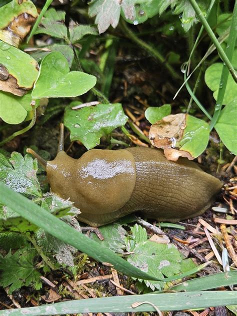 Pacific Banana Slug From Forks Wa Usa On July At