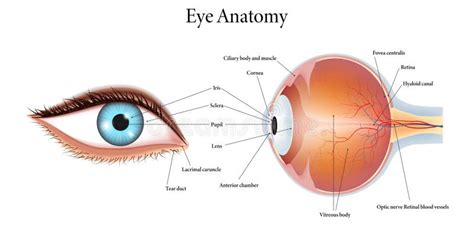 Eye Duct Anatomy