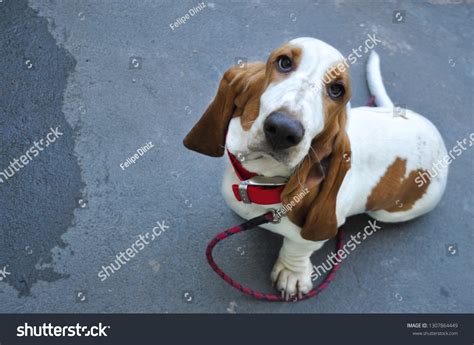 What Size Collar Does A Basset Hound Need