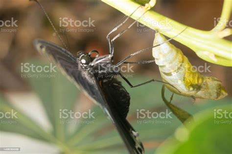 Black And White Butterfly Just Come Out In Complete Form From The