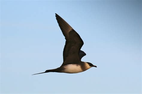 Bird Lore: Parasitic Jaeger - My Edmonds News