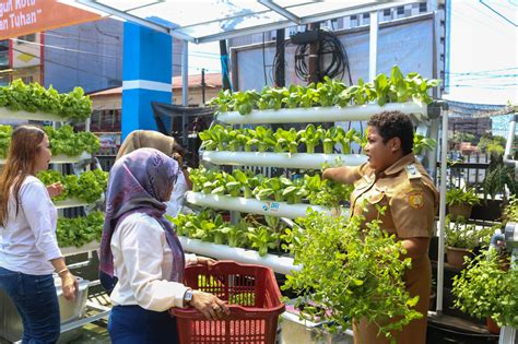 Mengintip Kisah BRInita Di Jayapura Sukses Urban Farming Di Lahan