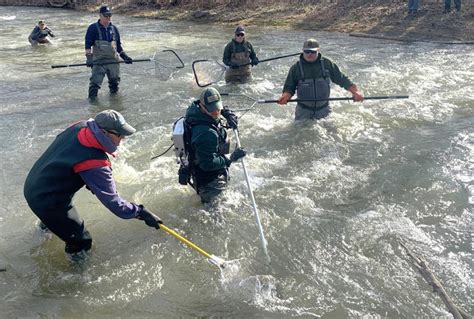 Rainbow Trout Pulled From Creek To Assess Spring Spawning Run