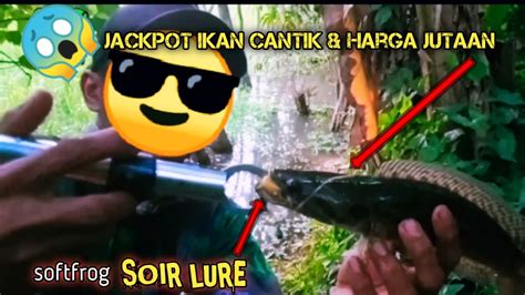 Mancing Di Spot Pedalaman Hutan Sumatera Dapat Jackpot Ikan Cantik