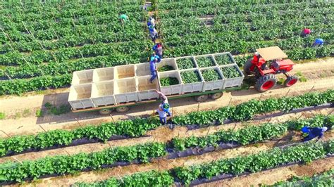 When to Plant Cucumber for Harvest? The Earliest & Latest Season ...