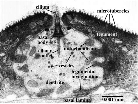 Do Animal Cells Have Cilia How Why And Detailed Facts Lambda Geeks