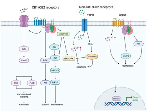 Endocannabinoid Signalling The Figure Shows The Main Receptors