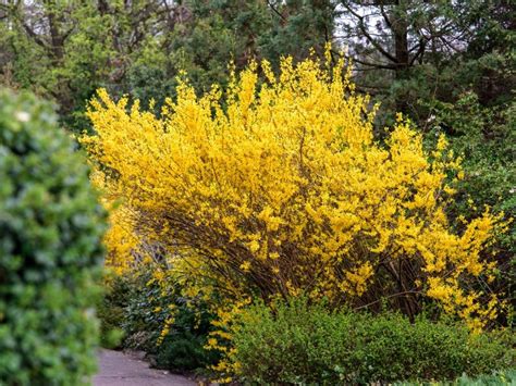 Brighten Up With These Yellow Flowering Bushes | Gardening Know How