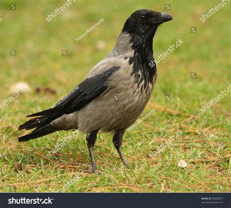 Hooded Crow Corvus Corone Cornix Cioara Stock Photo 28898557 | Shutterstock