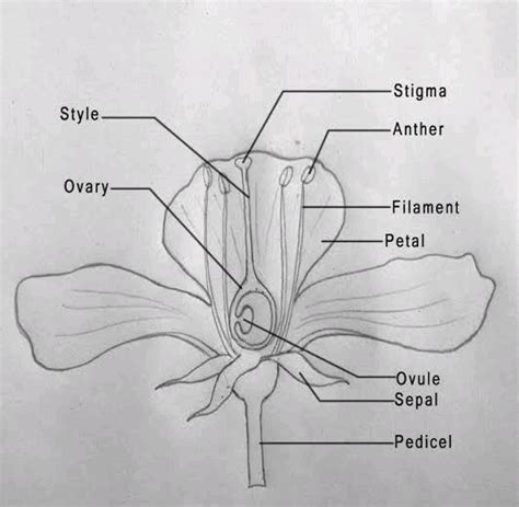 Picture Based Questions Draw A Neat And Labelled Diagram Of The