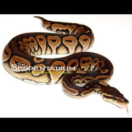 Cinnamon Ball Pythons (Python regius)