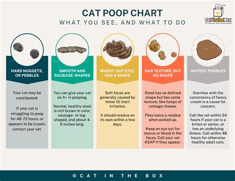 My cat has diarrhea. Should I worry? – Cat in the Box LLC