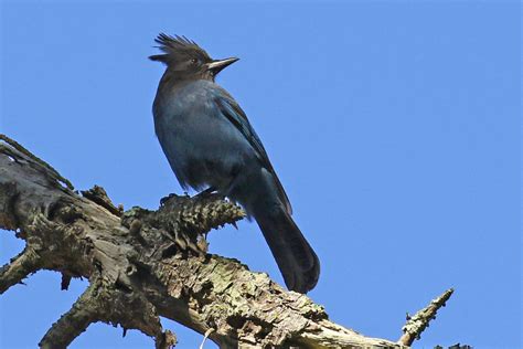 Steller's Jay - FeederWatch