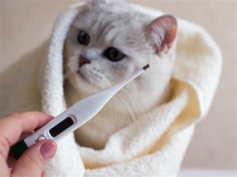 11 Cat Fever Symptoms & Signs — All Pet Voices