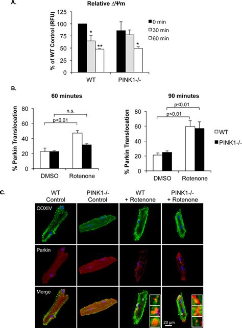 Rotenone Induces Delayed Parkin Translocation To Mitochondria In