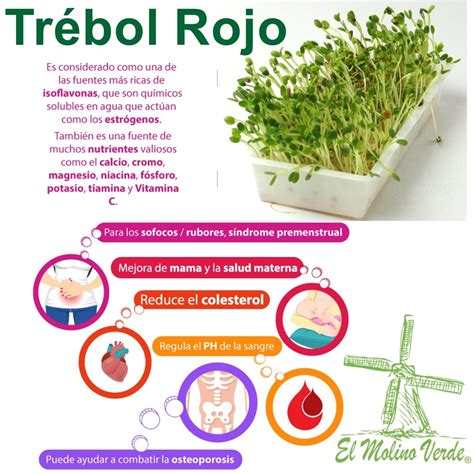 Semilla De Tr Bol Rojo Comprar En El Molino Verde