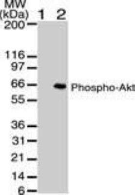 AKT1 P Ser473 Antibody 104A282 Azide And BSA Free NBP2 27399