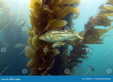 underwater kelp anacapa islandcalifornia stock photo cartoondealer