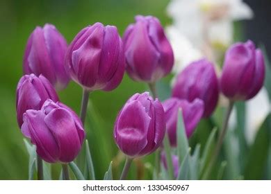 Shot Group Purple Tulips Garden Stock Photo 1330450967 | Shutterstock