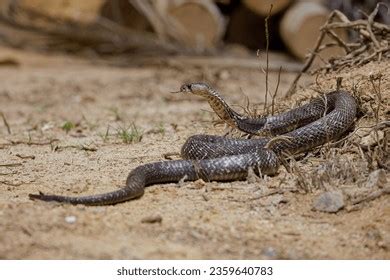 Indian Cobra Venom Photos and Images & Pictures | Shutterstock