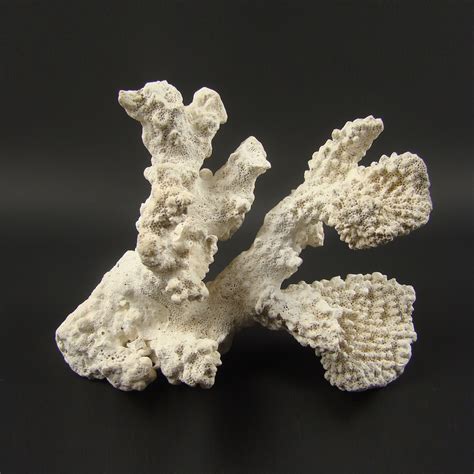 Real Coral Reef White, Natural White Sea Coral, White Coral Tree, Vintage Coral Specimen, Dried ...