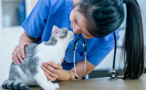 Cat Health: How To Care For A Cat Properly | Pets Leaf