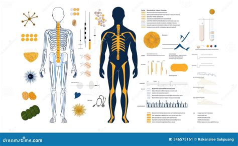 Human Anatomy Diagram with Medical Data Visualization Stock ...