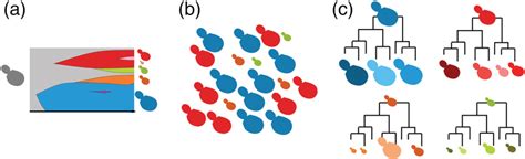 Proposed Model Of The Origin And Consequences Of Clonal Heterogeneity