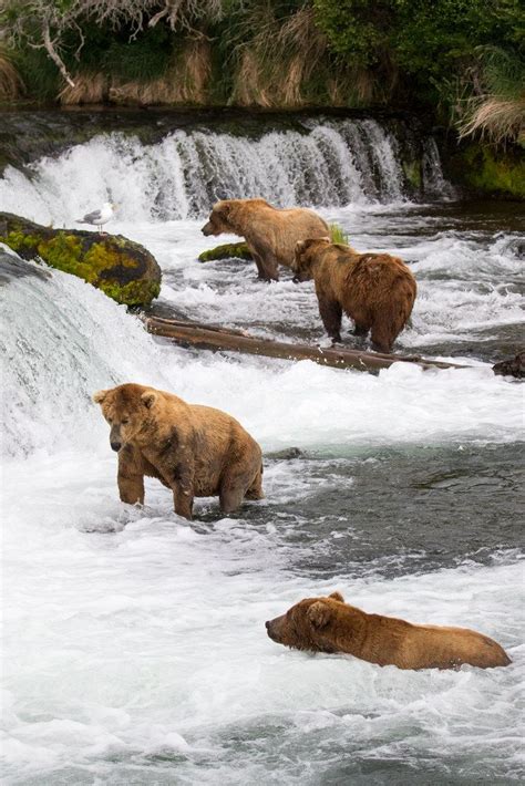 Brown bears fishing brooks falls – Artofit