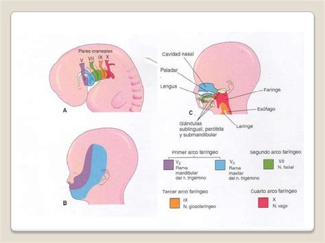 Arcos Far Ngeos Embriolog A De Cabeza Cara Y Cuello Montalv N Mirand