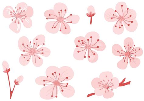 Plum Flower Vector